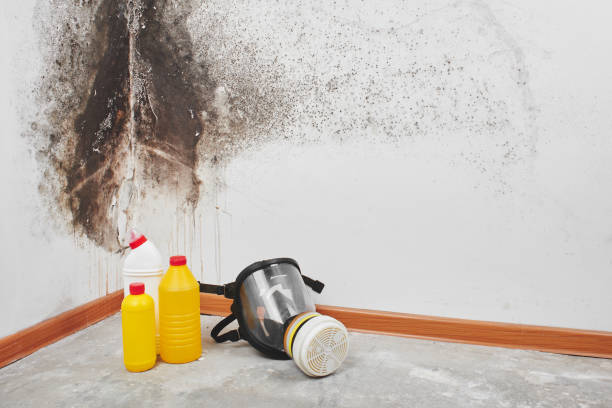 Best Basement Mold Remediation in Frenchtown, MT